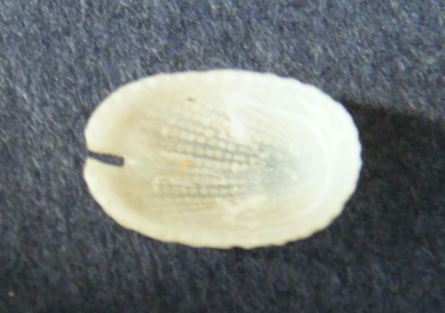Emarginula 2